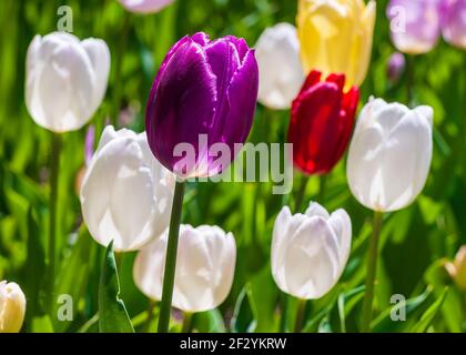 Arrangement coloré de tulipes triomphales élégantes, dans des tons de violet, rouge, jaune et blanc. Jardin botanique de la Nouvelle-Angleterre à Tower Hill, Boylston, ma. Banque D'Images