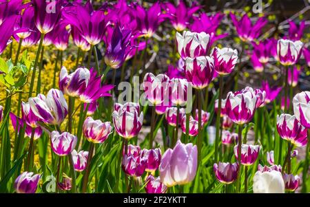 Champ de tulipes : Tulipa 'REMm’s Favorite' (Triumph Tulip), Tulipa 'Purple Dream' (Lily-Flowered Tulip) et autres cultivars. Jardin botanique de la Nouvelle-Angleterre. Banque D'Images