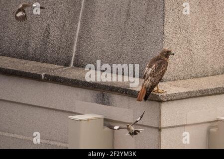 Un faucon à queue rouge (Buteo jamaicensis) attrapé par des mockingbirds du Nord (Mimus polyglottos) alors qu'il se trouve dans un bâtiment en Caroline du Nord. Banque D'Images