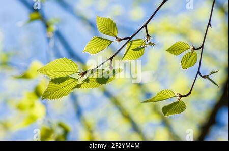 Bouleau doux (Betula lenta). De nouvelles feuilles printanières éclatent. Jardin botanique de la Nouvelle-Angleterre à Tower Hill, Boylston, ma, États-Unis Banque D'Images