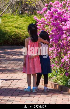 Jeunes sœurs posant pour un instantané près d'un arbuste de Rhododendron avec une fleur violette brillante. Jardin botanique de la Nouvelle-Angleterre à Tower Hill, Boylston, ma, États-Unis Banque D'Images
