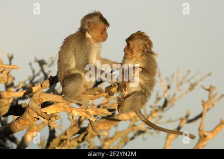 Petits singes balinais à queue longue (Macaca fascicularis) jouant dans un arbre, Ubud, Bali, Indonésie Banque D'Images