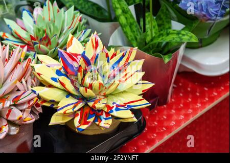 Close-up of echeverria flowers painted with paint to give brightness and originality. The flowers are prepared and put up for sale in the window of a Banque D'Images