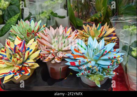 Close-up of echeverria flowers painted with paint to give brightness and originality. The flowers are prepared and put up for sale in the window of a Banque D'Images