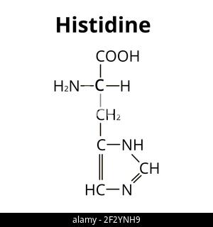 Histidine acide aminé. Formule moléculaire chimique histidine acide aminé. Illustration vectorielle sur un arrière-plan isolé Illustration de Vecteur