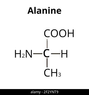 L'alanine est un acide aminé. Formule moléculaire chimique Alanine acide aminé. Illustration vectorielle sur un arrière-plan isolé Illustration de Vecteur