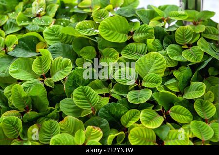 plantules de mussaenda dans la serre. De petits semis verts sont préparés pour la transplantation. Banque D'Images