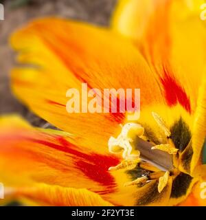 Image florale de mise au point sélective à l'intérieur d'une tulipe jaune et rouge distinctive dans un format carré. Banque D'Images