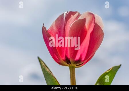 Une fleur de tulipe rose unique tiré par le dessous contre un ciel bleu avec un espace négatif. Banque D'Images