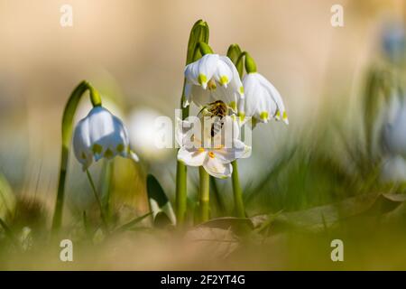 Gros plan de quelques flocons de neige (Leucojum vernum), qui poussent dans un pré avec d'autres, visités par une abeille (APIs mellifera). Banque D'Images