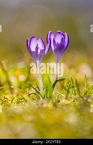 Gros plan de deux crocuses sauvages pourpres (Crocus tommasiniánus), poussant dans un pré avec d'autres. Banque D'Images