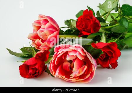 roses rouges et tulipes sur fond clair,gros plan,macro,trois roses rouges; 2 tulipes Banque D'Images