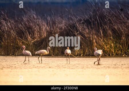 Troupeau de Flamingo dans le sanctuaire d'oiseaux de Marievale Gauteng Banque D'Images