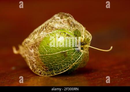 Le cerisier de Virginie (Physalis alkekengi), en indonésien connu sous le nom de Ciplukan est riche en vitamines et bon pour la santé. Nom commun comme lanterne chinoise et Japane Banque D'Images