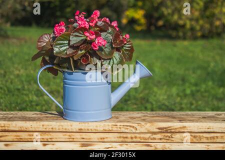 Begonia dans un arrosoir décoratif bleu sur les planches sur un fond d'herbe verte dans le jardin. Gros plan Banque D'Images