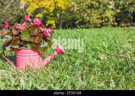 Fleur intérieure Begonia dans un arrosoir décoratif rose sur la pelouse dans l'herbe verte. Gros plan Banque D'Images