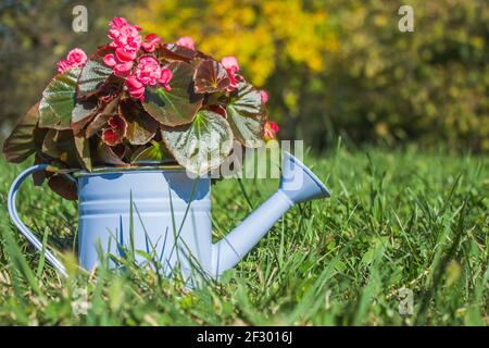 Begonia dans un arrosoir décoratif bleu sur un fond d'herbe verte. Gros plan Banque D'Images