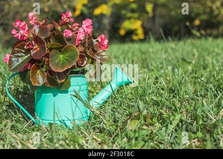 Un arrosoir décoratif vert avec une fleur de Begonia se tient dans l'herbe. Place pour votre texte. Gros plan Banque D'Images