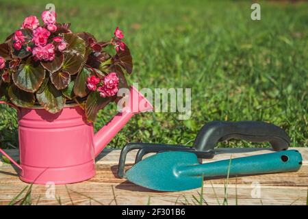 Un arrosoir décoratif rose avec une fleur de Begonia se tient sur des planches brûlées sur un fond d'herbe. À proximité se trouve une spatule à terre et un râteau. Placer Banque D'Images