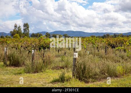 Mudgee dans la nouvelle-galles du Sud et des vignobles avec des raisins prêts à cueillir, le jour de l'automne,Mudgee,Nouvelle-Galles du Sud,Australie Banque D'Images