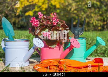 Trois arrosoirs décoratifs multicolores avec une fleur de Begonia et un outil de jardin se tiennent sur des planches dans le jardin. À proximité se trouvent des gants de travail orange. CLO Banque D'Images