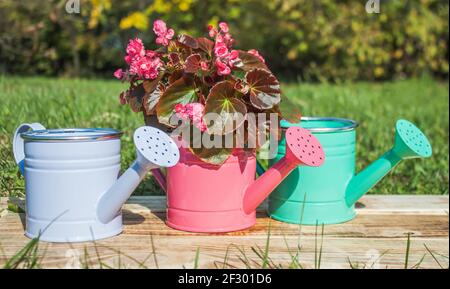 Trois arrosoirs décoratifs se tiennent sur des planches brûlées contre un fond d'herbe. Dans l'un d'eux il y a une salle de fleur Begonia. Gros plan Banque D'Images