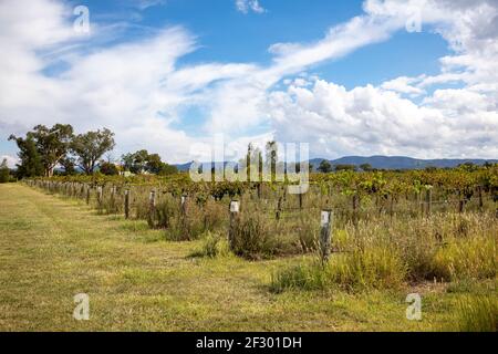 Mudgee dans la nouvelle-galles du Sud et des vignobles avec des raisins prêts à cueillir, le jour de l'automne,Mudgee,Nouvelle-Galles du Sud,Australie Banque D'Images
