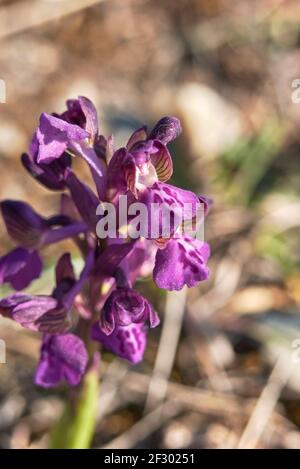 Anacamptis morio fleurs pourpres et roses Banque D'Images