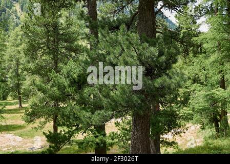 Pinus cembra arbre à feuilles persistantes en Suisse Banque D'Images