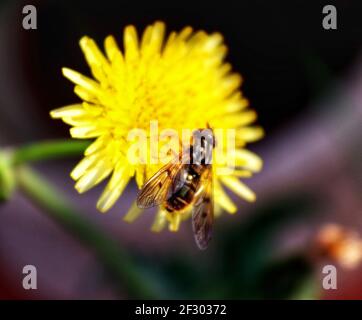 Abeille sur un pissenlit dans le jardin pendant l'été Banque D'Images