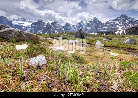 Vue sur les fleurs sauvages dans les montagnes Rocheuses, près du lac Moraine et du lac Louise, Alberta, Canada Banque D'Images