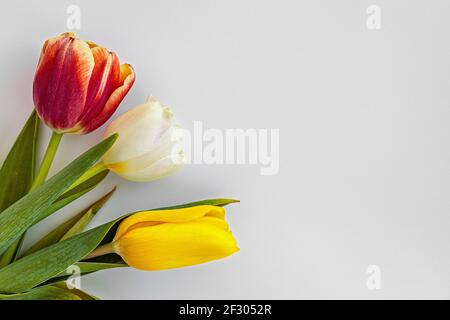 gros plan de tulipes multicolores, avec espace de copie pour le texte Banque D'Images
