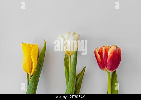 gros plan de tulipes multicolores, avec espace de copie pour le texte Banque D'Images