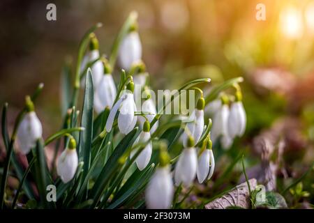 La goutte d'eau ou la goutte d'eau commune (Galanthus nivalis) fleurit dans la forêt avec un soleil chaud en arrière-plan au printemps. Les premières fleurs du printemps Banque D'Images