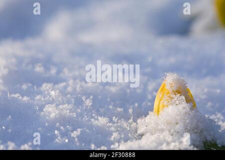 Hiver Aconites Eranthis hyemalis en fleur dans un jardin en février dans la neige, Yorkshire du Nord, Angleterre, Royaume-Uni Banque D'Images