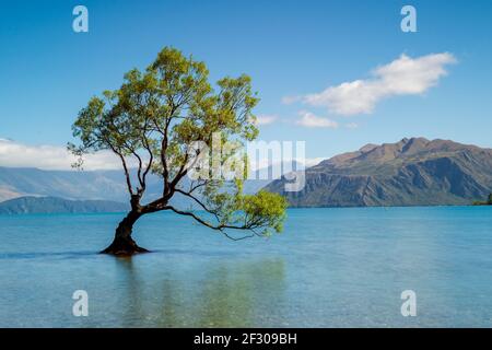 Lone Tree au lac Wanaka, Île du Sud de la Nouvelle-Zélande Banque D'Images