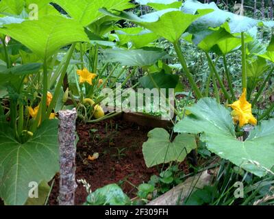 Courgettes et courges dans le jardin potager Banque D'Images