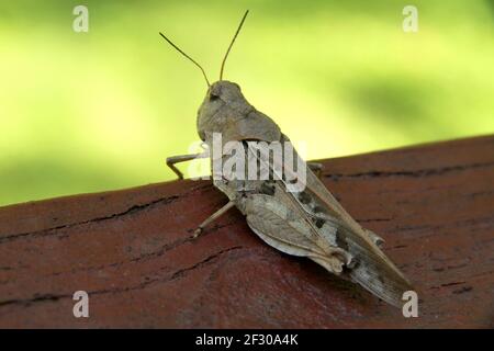 Gros plan d'une sauterelle en Virginie, aux États-Unis Banque D'Images