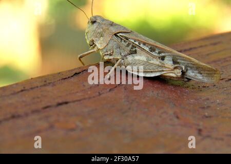 Gros plan d'une sauterelle en Virginie, aux États-Unis Banque D'Images