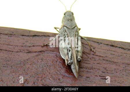 Gros plan d'une sauterelle en Virginie, aux États-Unis Banque D'Images