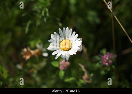 Petite fleur de camomille blanche sur fond vert flou. Banque D'Images