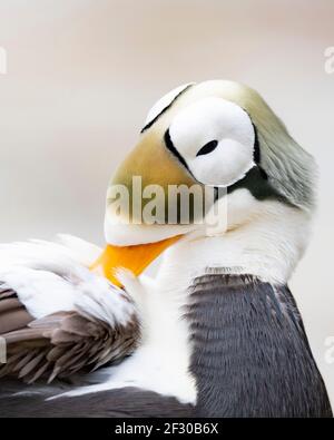 Eiders spectaculaires en Alaska Banque D'Images