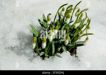 Chutes de neige sur la neige. Fleurs sauvages en gouttes d'eau. Banque D'Images