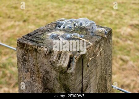 Frogspawn sur le poste de clôture - gelée d'étoiles ou de crapaud enflée gelée d'ovule et oeufs - suite à la prédation de la grenouille - Stirling, Écosse, Royaume-Uni Banque D'Images