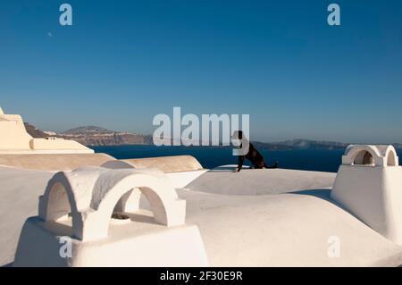 Un chien assis sur le toit d'une maison à Oia, sur l'île de Santorini en Grèce observe la vue. En arrière-plan la caldeira de la submergée Banque D'Images