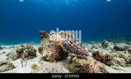 Tortue des mers des Caraïbes, récif corallien de la mer des Caraïbes, Curaçao Banque D'Images