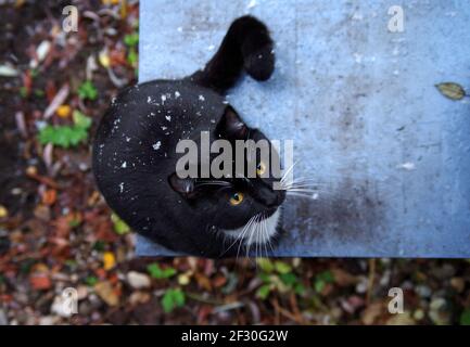 Chat de shorthair européen noir et blanc avec flocons de neige sur fourrure Banque D'Images