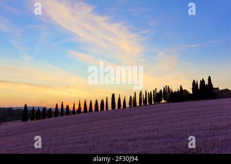 Magnifique paysage panoramique en Toscane avec une avenue de cyprès au coucher du soleil. Banque D'Images