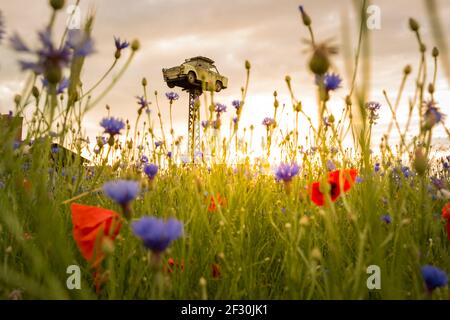 Un gros plan de fleurs sauvages dans un champ avec un millésime vieille voiture sur la tour sous la lumière du soleil Banque D'Images