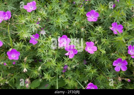 GÉRANIUM SYLVATICUM le bois cranesbill Banque D'Images